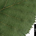 SpeciesSub: subsp. crispa
